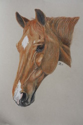Horse (colored pencil)