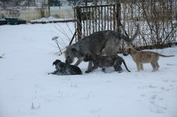 Béibhinn mit Forbflaith, Feme und Filou, März 2008