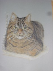 Katze (Buntstift)