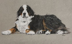 Dog (colored pencil)