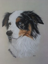 Dog (colored pencil)