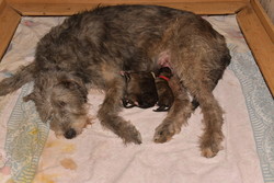 Meadghbh and her puppies